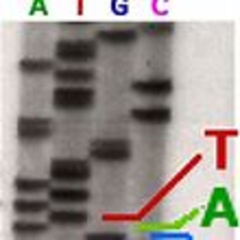 the sanger technique is developed