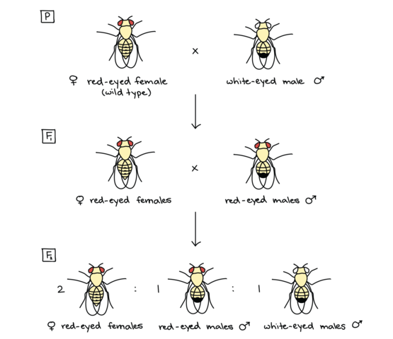 Thomas  Hunt Morgan discovers sex- linkage