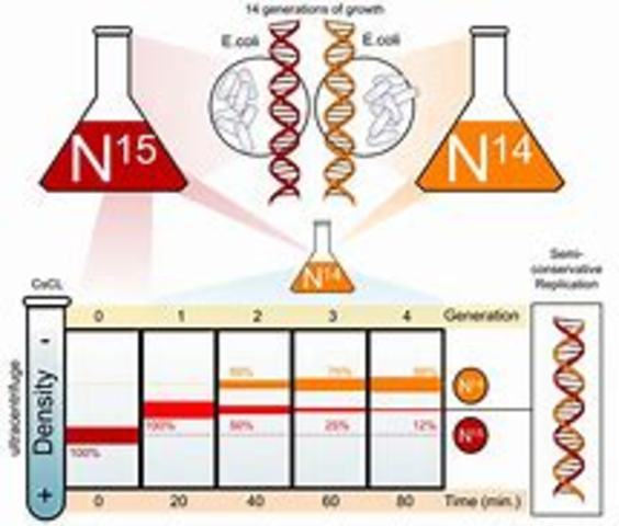Meselson and Stahl work with DNA  replication