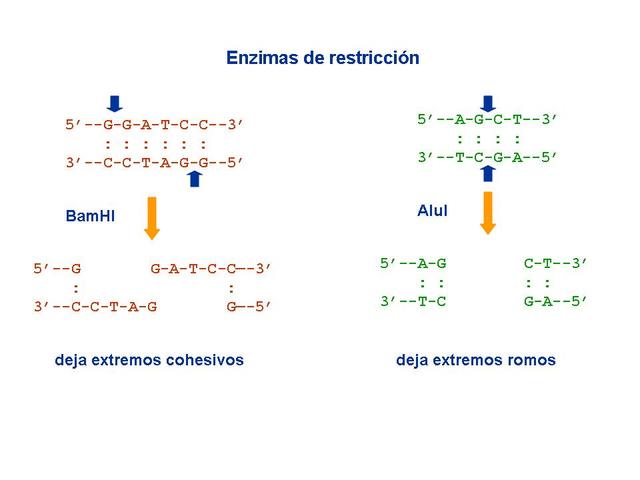 Enzimas de restricción