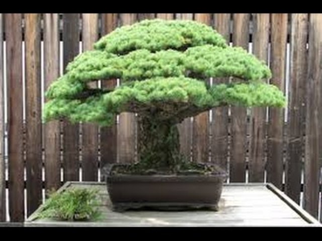 RELEVANCIA E INICIO DEL ARTE BONSAI