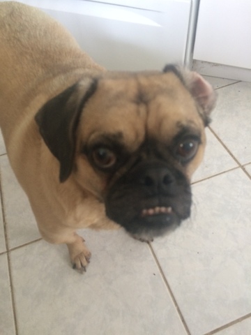 When my dog got hit by a taxi