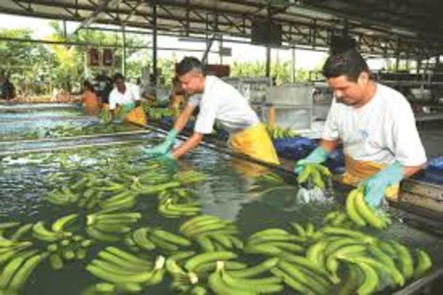 Chiquita Brands hizo que sus trabajadores detienen por ahora despido de Chiquita.