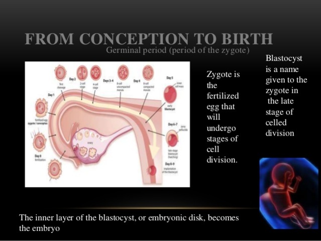 Prenatal Period (Conception to Birth)
