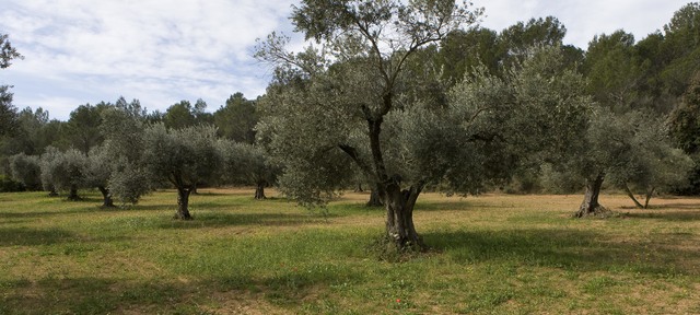 Dels inicis a mitjans del segle XIX.