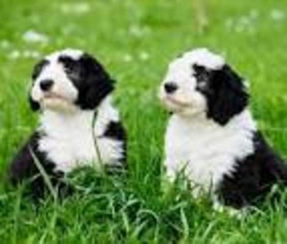 We Get Two New Puppies