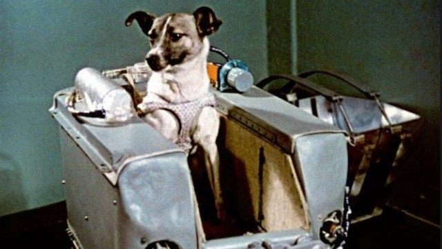 Laika, el primer ser vivo en ascender al espacio