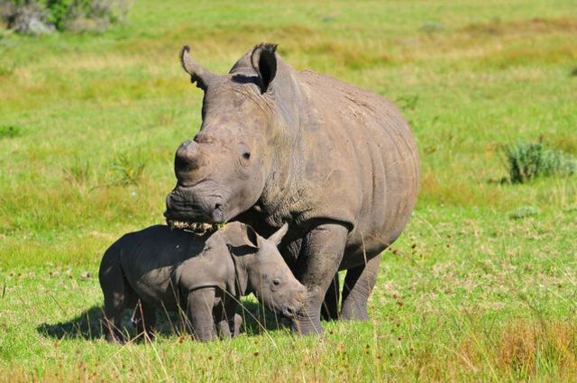 Nonprofit works with veterinarians and farmers to protect rhinos from poachers in South Africa