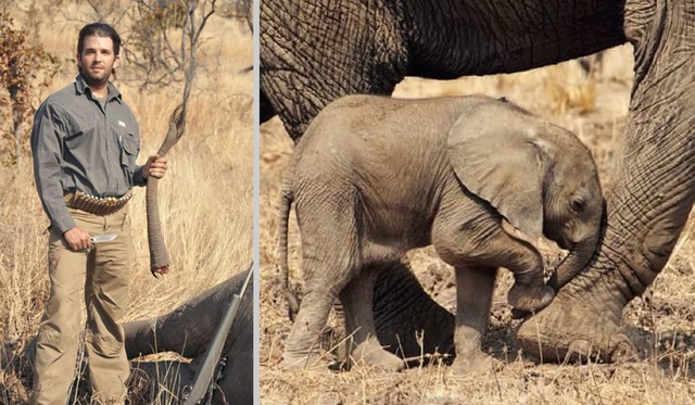 Trump admin. to reverse ban on elephant trophies from Africa