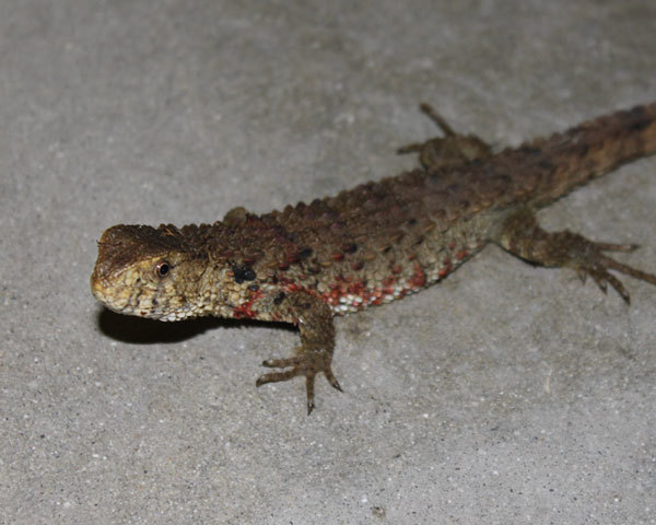 Crocodile lizard, snail-eating turtle among 115 new species discovered in South Asia