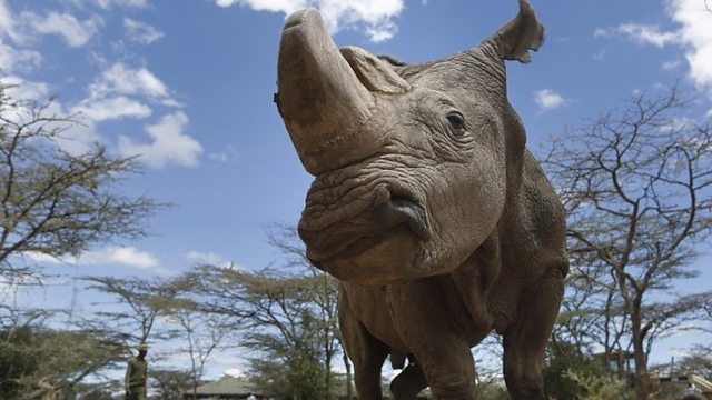 WWF Statement on Death of Sudan, the Last Remaining Male Northern White Rhino