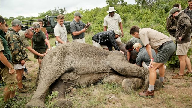 Collaring elephants in one of Africa's last great wildernesses