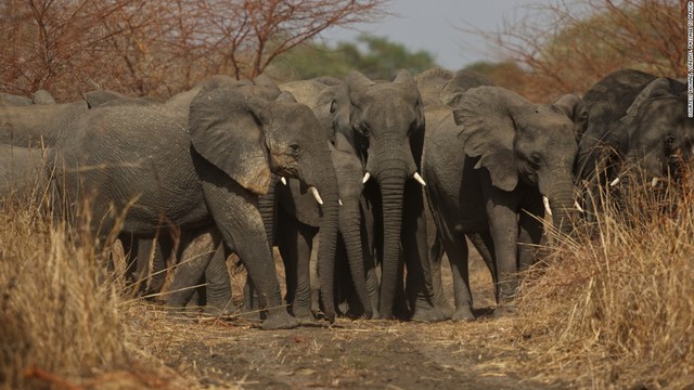 Battle to save Africa's elephants is gaining some ground