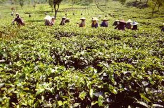 Holandeses llevan el café a Indonesia