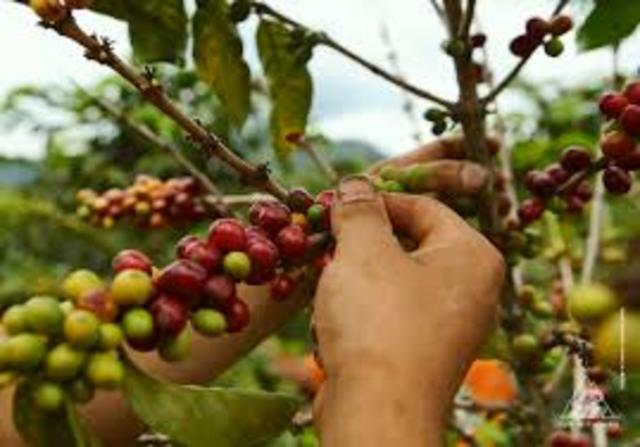 Se comienza a cultivar el café