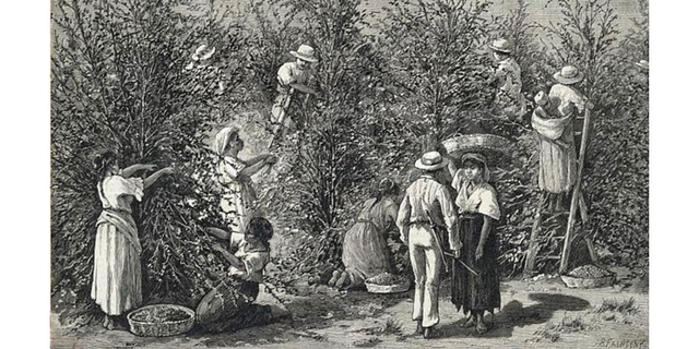 Llegada del café a Europa