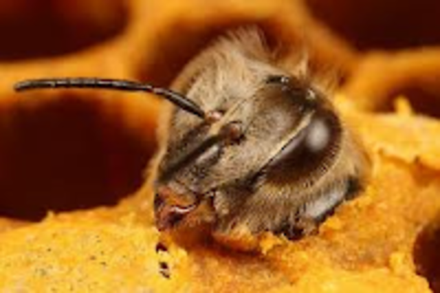 νέα ενήλικη μέλισσα_εργάτρια