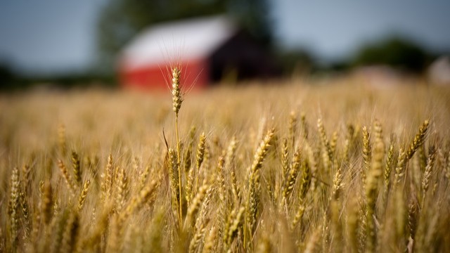 Artificial Selection of Plants