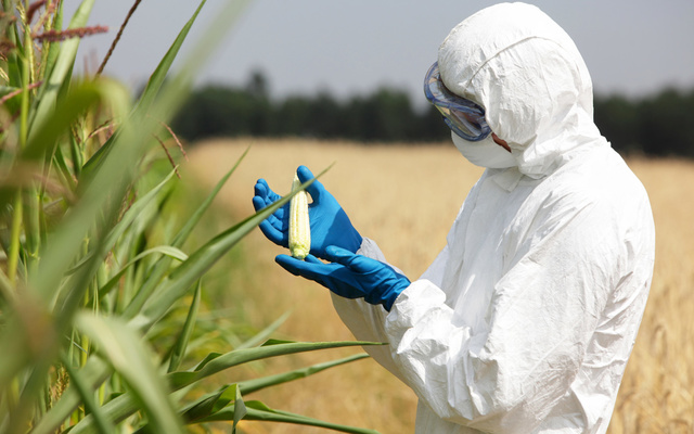 Insecticide Producing Crops