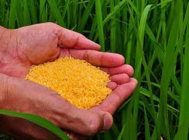 Golden Rice