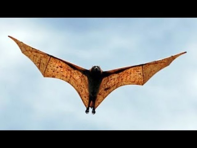 Ade hace un aparato con fama de murcielago, tenía sus costillas y nervios formados como los del cuerpo de un murcielago