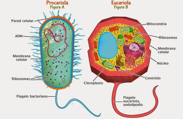 Célula eucariota y procariota