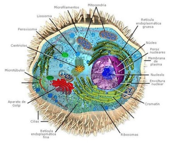Eucariota pluricelular