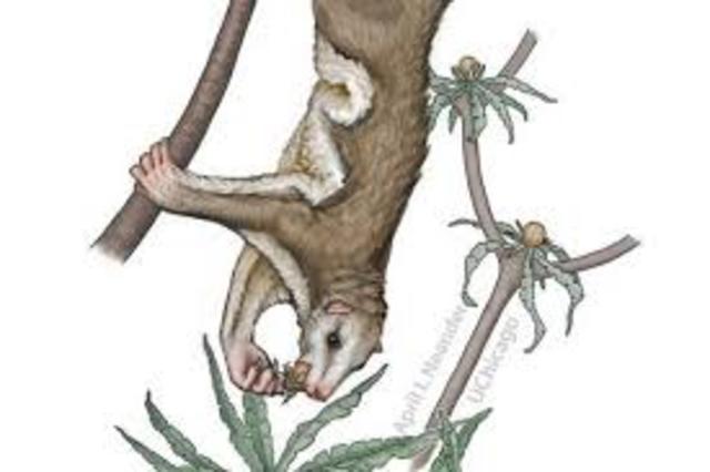 MAMMALIFORMES (Morganucodontidae)