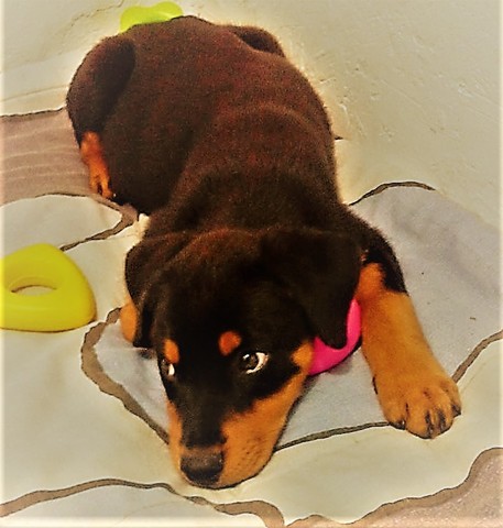 Our first family pet