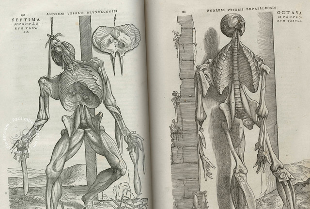 De Humani Corporis Fabrica, de Andrés Vesalio
