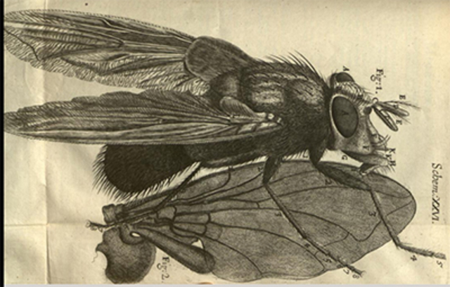 Micrographia, libro de Robert Hooke