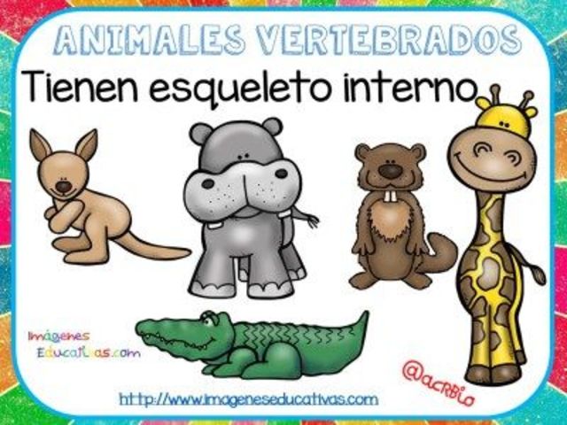 ANIMALES VERTEBRADOS
