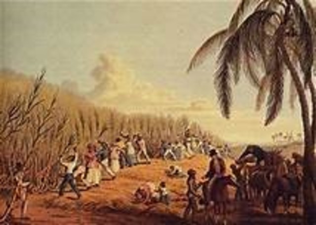 El café, cultivo oficial: años 1800 a 1810