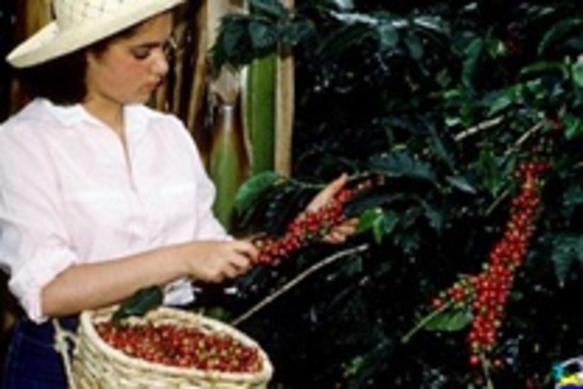 El café, empresarios con cultivos de café: años 1869 Y 1870