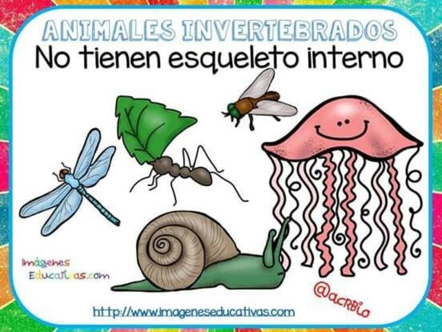 ANIMALES INVERTEBRADOS