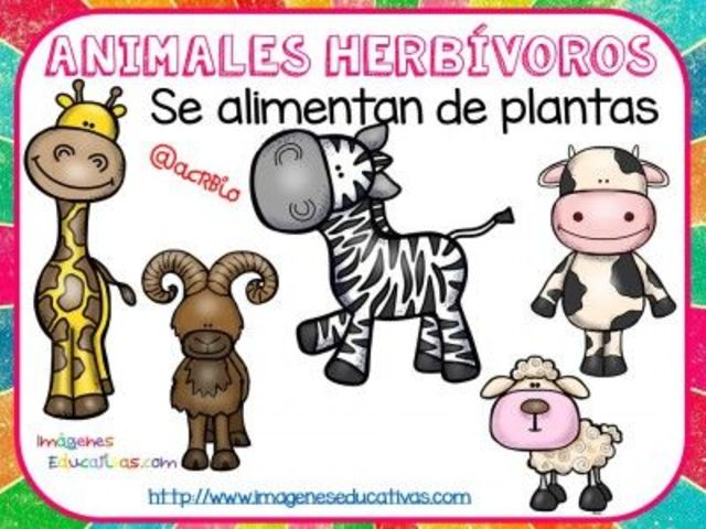 ANIMALES HERBÍVOROS