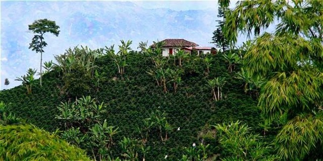 El café, primera empresa cafetera: año 1878