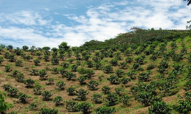 Café, crecimiento cafetero: año 1880