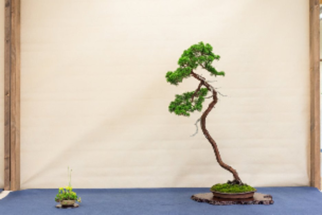 Summer bonsai Festival