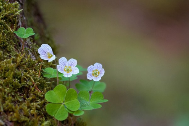 Fiori, erbe e sapori