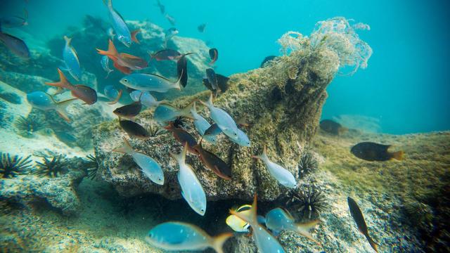 Las Islas Galápagos son declaradas Parque Nacional.
