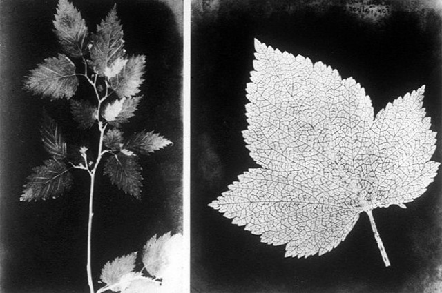 Dibujos fotogénicos