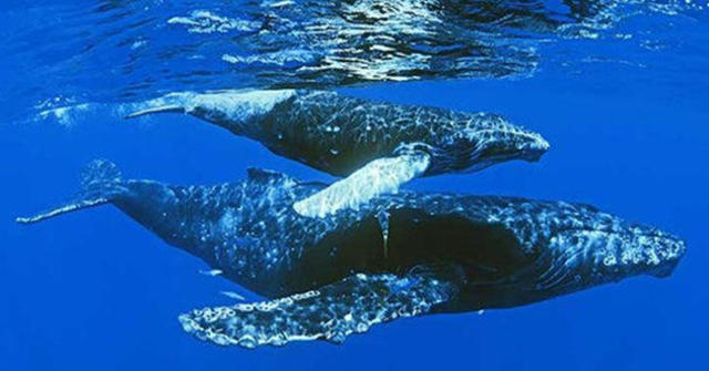 El Archipiélago es declarado Santuario de Ballenas