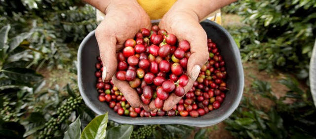 Primeras Exportaciones