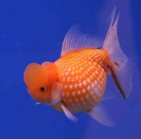 The First Goldfish