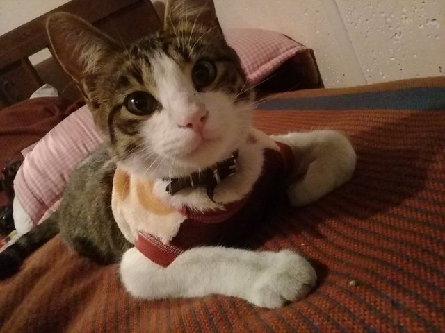 La mascota que mas amo