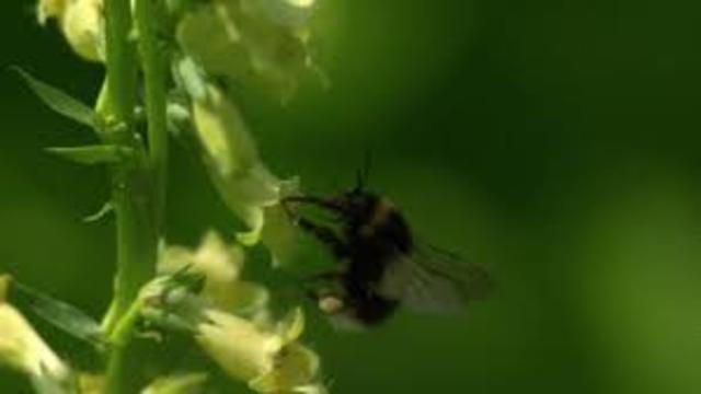 Flight of the Bumblebees is composed