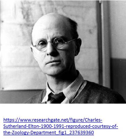 EL CICLO ALIMENTARIO