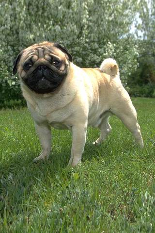 Yo tendré otro perro