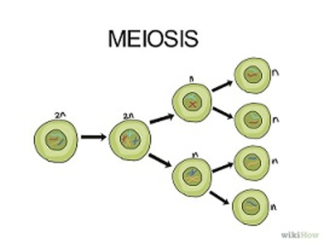 Friedrich Leopold A. Weismann